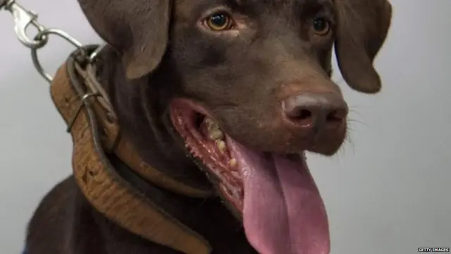 कुत्ते की नाक