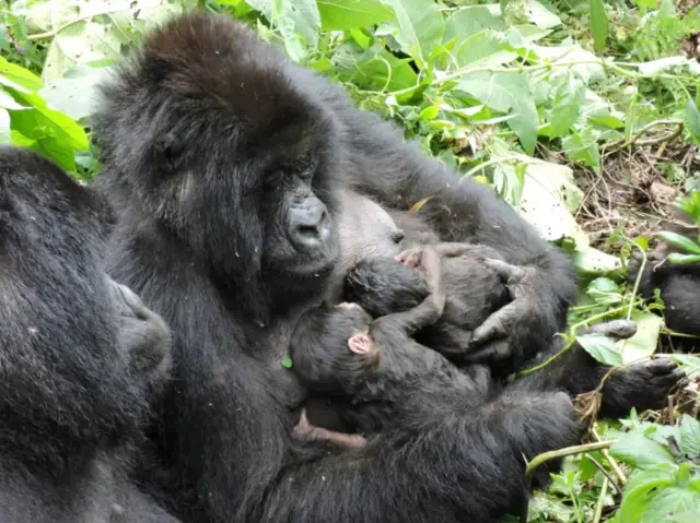 A gorilla from the Nyakamwe family holds her newly born twin babies at the Virunga National Park in the Democratic Republic of Congo in this picture released on 22 September 2020
