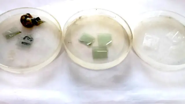 प्लॅस्टिक विघटन करणाऱ्या बुरशी