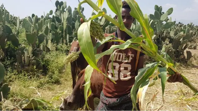 ማሽላ ዝሓዘ መንእሰይ ራያ