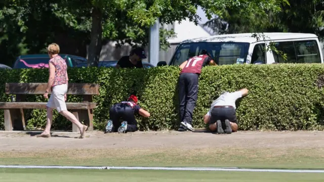 живая изгородь в городе