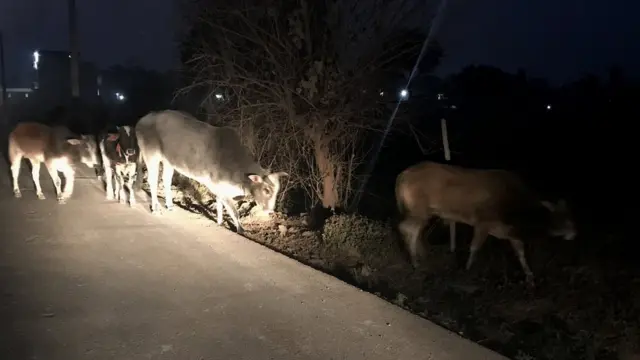 गाय से परेशान लोग