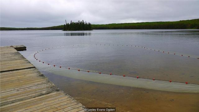 在未受污染的实验湖区，研究人员用渔网抽样调查湖中鱼类(Credit: Credit: Lesley Evans Ogden)
