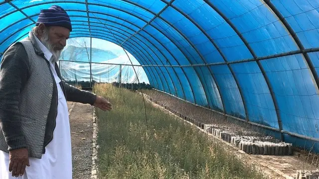 ਜੁਨੀਪਰ ਜੰਗਲ