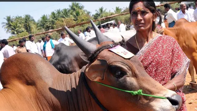 நாட்டு ரக காளையை வளர்க்கும் பெண்