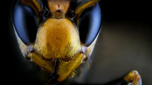 Гигантский азиатский шершень