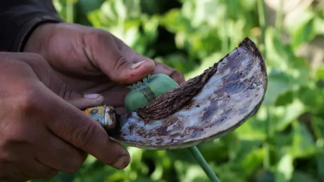 کشتزار تریاک افغانستان