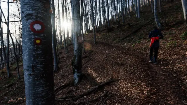 staza kroz šumu na Suvoj planini