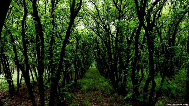 ਮੱਤੇਵਾੜਾ