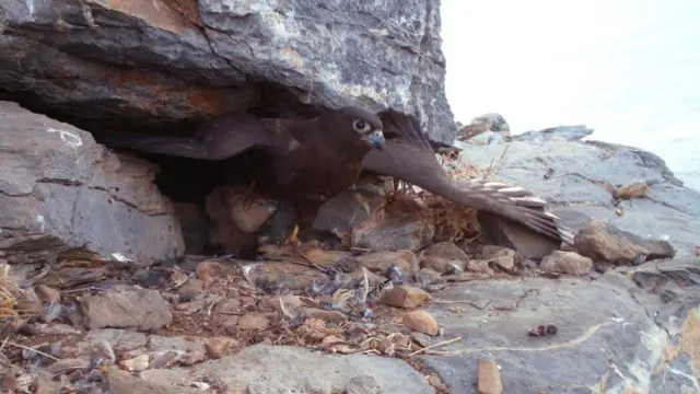 Сокол Элеоноры с птенцом из соседского гнезда в когтях