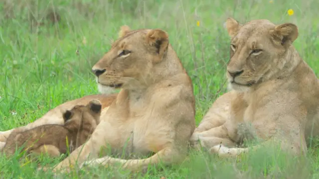 Imagem mostra duas leoas e um filhote deitados no meio do mato