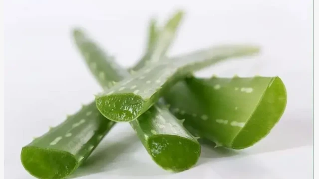 Aworan Aloe vera ti wọn ti ge