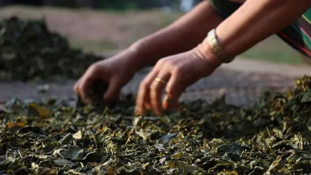 လက်ဖက်လှမ်းနေတဲ့နမ့်ဆန်တောင်သူတစ်ဦး(ပုံဟောင်း)