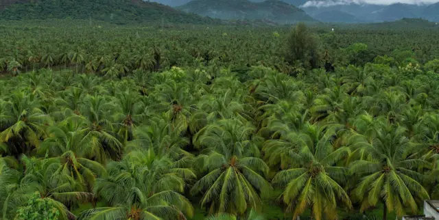 தமிழ்நாடு, தேங்காய் விலை உயர்வு