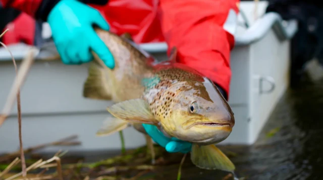 ஐரோப்பாவில் இடிக்கப்படும் பழைய அணைகள்