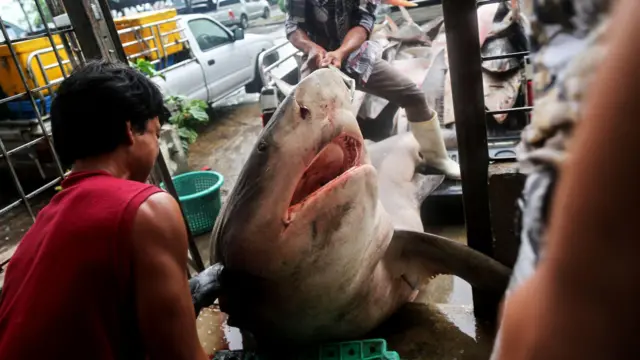Shark in Thai market
