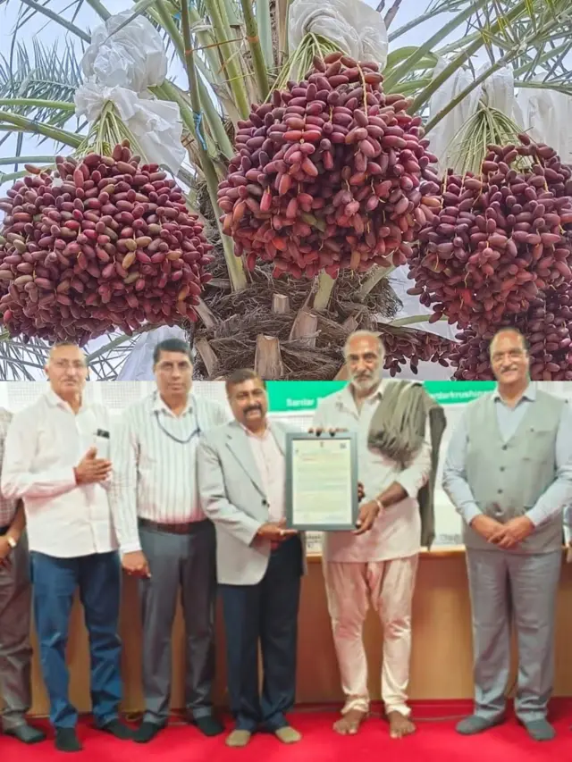 ખજૂરની ખેતી, ગુજરાત, ગુજરાતમાં ખેતી, બીબીસી ગુજરાતી, કચ્છના ખારેક, ખારેકની ખેતી, ભારત, ઇરાક