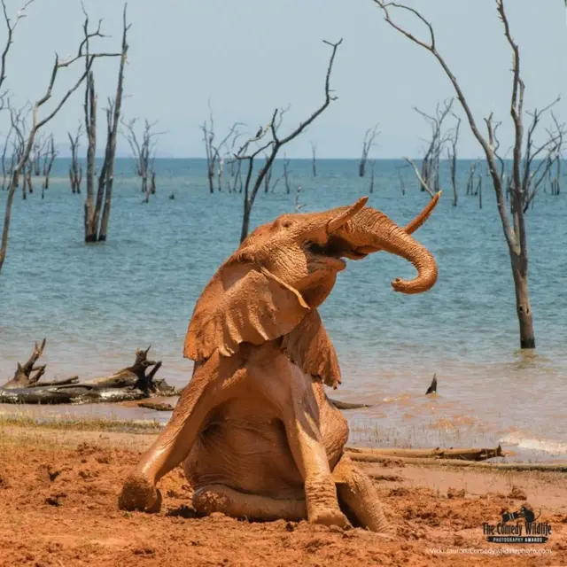 ‘ሓርማዝስያ መዓኮሩ ኣሚኑ ጉንዲ ይውሕጥ’