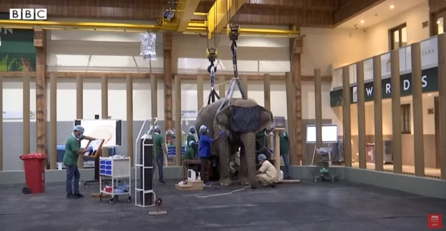 જામનગરની આ જગ્યા 200થી વધુ હાથીઓનું ઘર