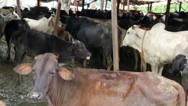 બીબીસી ગુજરાતી, ગુજરાત, બીબીસી, અમદાવાદ, 