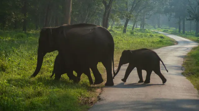 சிறுமுகையில் தாயைப் பிரிந்த குட்டி யானையை பிற மந்தைகள் சேர்த்துக் கொள்ளாமல் விரட்டுவது ஏன்?