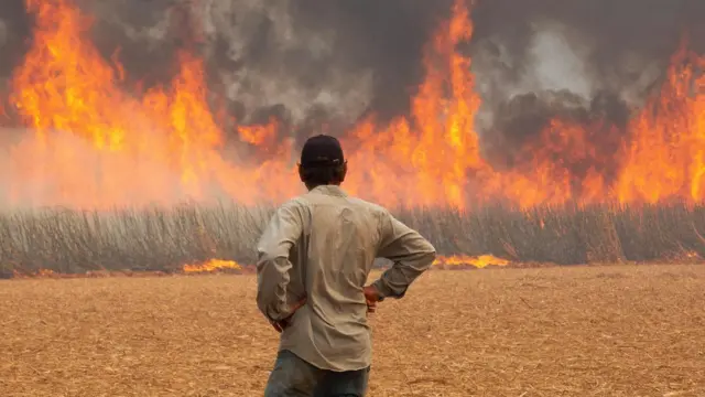 Um homem observa um incêndio em uma plantação de cana-de-açúcar perto da cidade de Dumont, Brasil