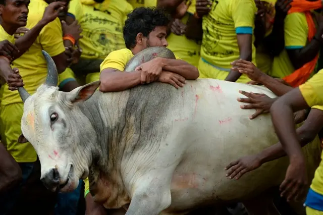 ஜல்லிக்கட்டு