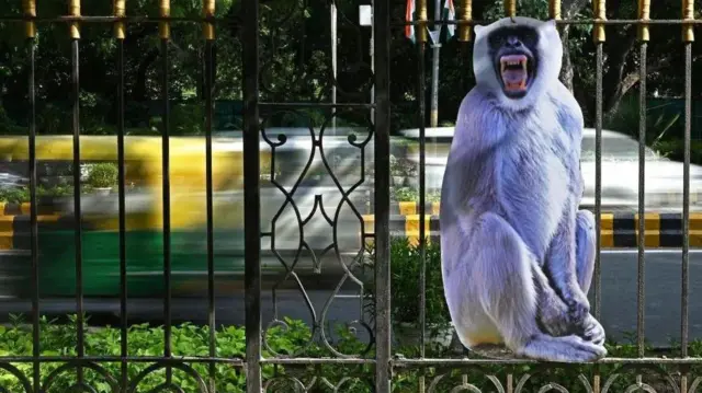 Poster bergambar langur dipasang di seluruh Delhi selama KTT G20 pada tahun 2023 untuk mengusir monyet.
