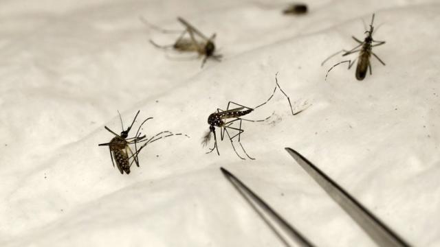 Five oda disease mosquitoe dey pass to pipo apart from malaria - BBC ...