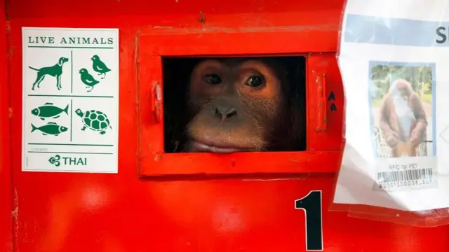 صورة لشيزوكا إنثى قرد من فصيلة أورانج أوتان والبالغة من العمر 7 سنوات، معروضة في حفل لصور القردة التي تم مصادرتها خلال محاولة تهريبها من تايلاند إلى إندونيسيا، كما أعادت تايلاند 3 قردة خلال محاولة تهريبها من إندونيسيا ضمن مبادرة حماية الحيوانات المعرضة للانقراض