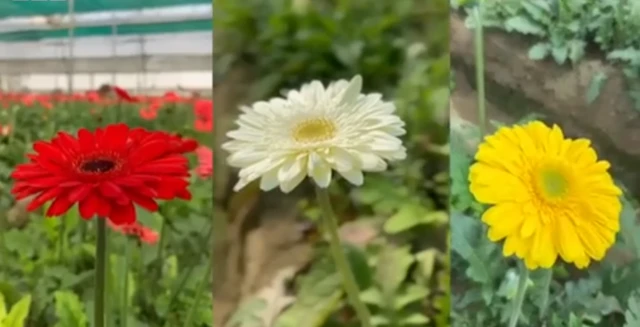 રંગબેરંગી ફૂલોની ખેતી
