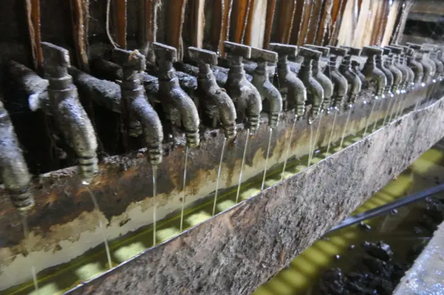 સૌરાષ્ટ્રમાં મગફળીનું વાવેતર અને ઉત્પાદન, ગિરનાર 4 બિયારણ ક્યાં મળે, ગિરનાર 4ની વધુ માગ કેમ છે, ગિરનાર 4માં ઉત્પાદન વધુ મળે , જીજી 39 સારું કે ગિરનાર 4, બીબીસી ગુજરાતી, બીબીસી ન્યૂઝ