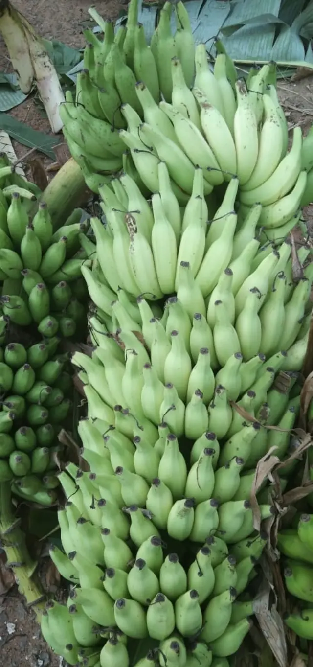 அறுவடைக்கு வர ஒரு வருடம் ஆகலாம்