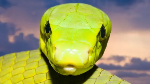 Sumu ya nyoka