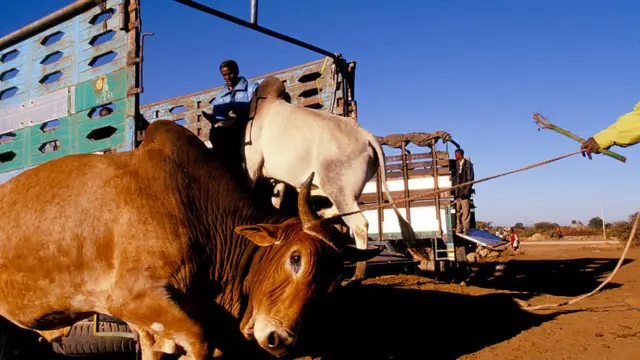 ወደ አይሱዙ የሚጫን በሬ