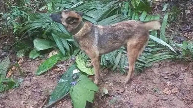 கொலம்பியா, அமேசான் காடுகள், குழந்தைகள், நாய், மீட்பு 