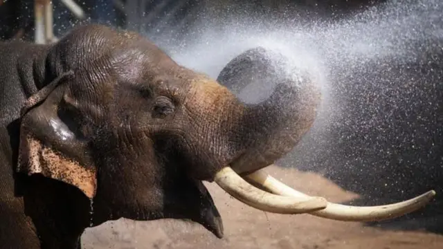 21 वर्षांचा आशियाई हत्ती