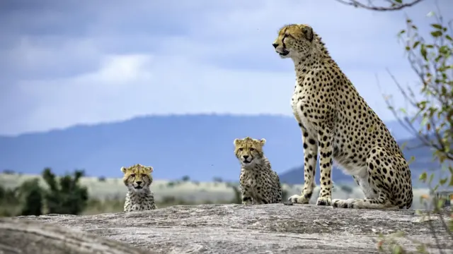 சிவிங்கிப் புலிகள், இந்தியா, ஆப்பிரிக்கா, குனோ 