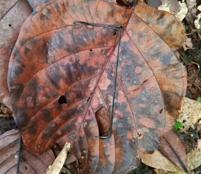 పిల్లలు వదిలేసిన పిన్