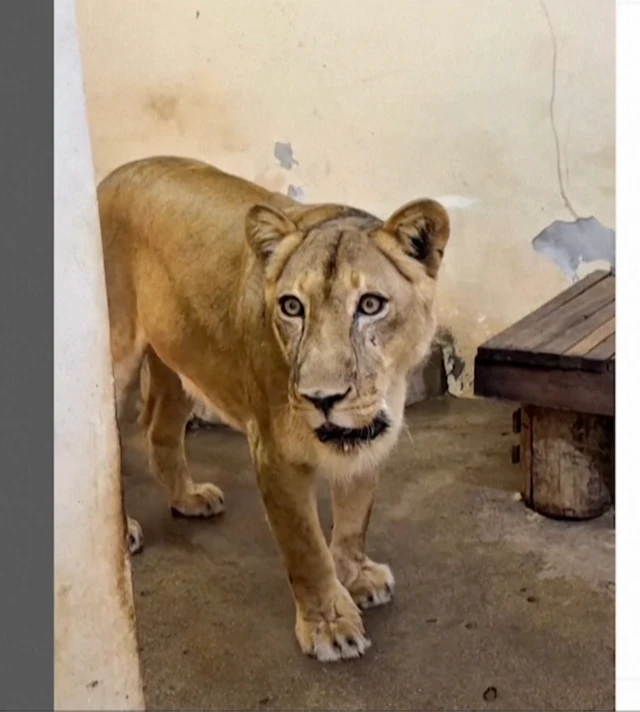 Imagen de la leona Leona