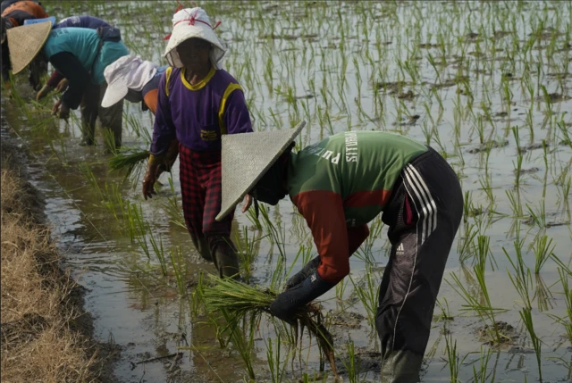 indramayu, pesisir, pertanian, swasembada pangan, pantura