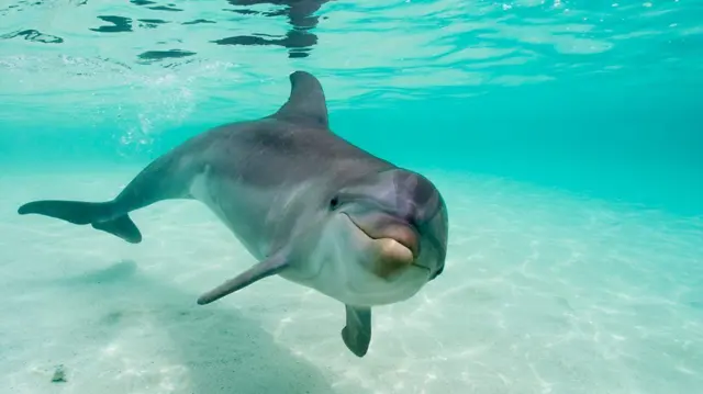 கொரோனா 2020, பெருங்கடல், கடல் விலங்குகள், திமிங்கலங்கள், மீன்கள், டால்பின்கள்
