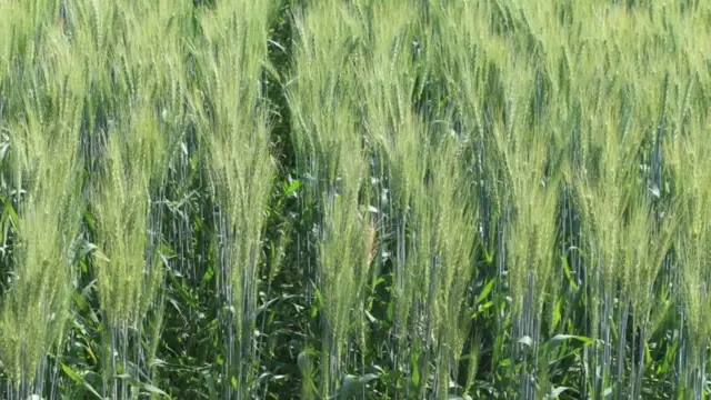 GW 513 વેરાયટી પ્રતિ હેક્ટરે 77.4 ક્વિન્ટલ ઉત્પાદન આપે છે