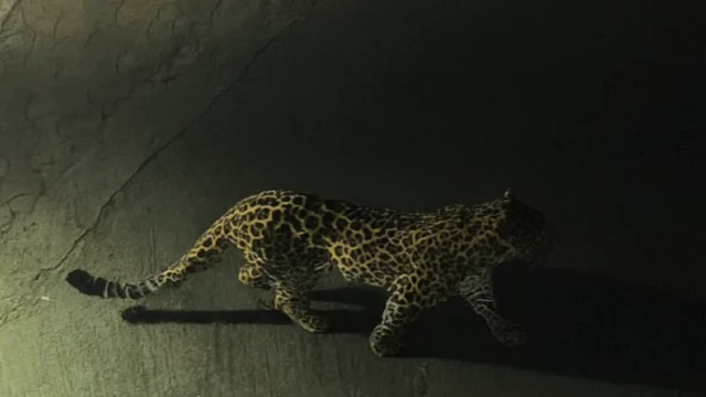 ਏਆਈ ਵੀਡੀਓ