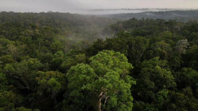 amazônia