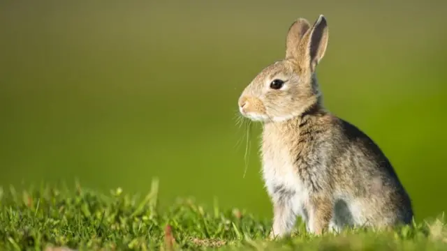 பெண்கள், கர்ப்பம், குழந்தைப்பேறு, மருத்துவம்