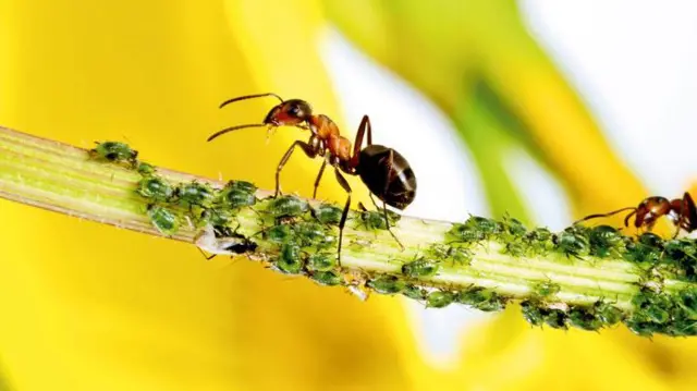 পিঁপড়া পেশায় কৃষক এবং পশু-পালনকারী।