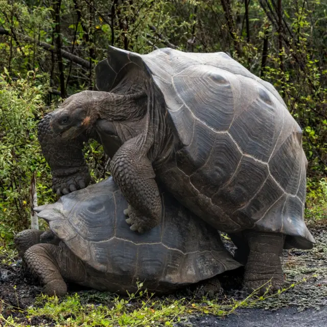 Tortugas gigantes copulando.