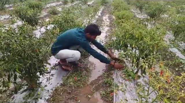 માવઠાથી નુકસાન