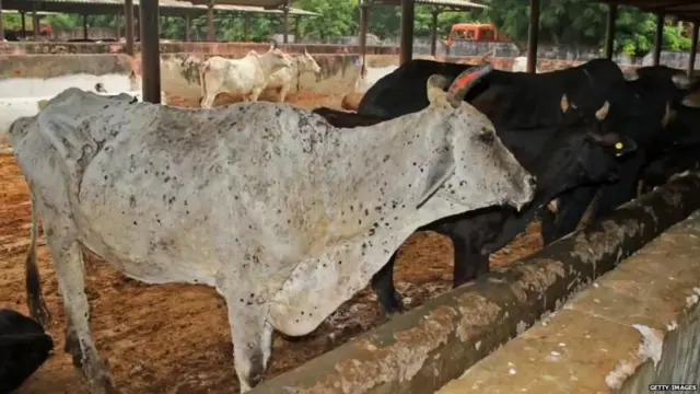 ਲੰਪੀ ਵਾਇਰਸ ਤੋਂ ਪੀੜਤ ਗਾਂ